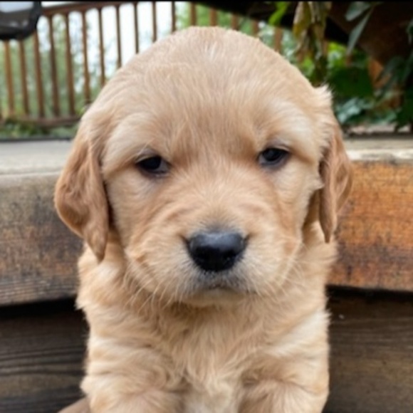 Meet your Posher, Katie - Picture 1 of 1